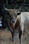 longhorn-steer-2.jpg