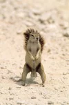 squirrel.webp