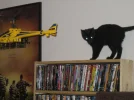 bladecx-and-cat.webp