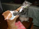 cats_fighting.webp