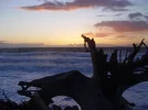 sunset thru stump2(s).webp