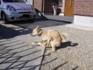 Dog.webp