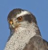 Goshawk.jpg