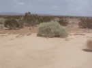 IMG_2454.gif
