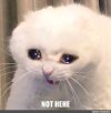 IMG_8656.jpeg