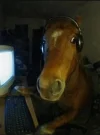 horse.webp