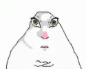 IMG_8701.gif