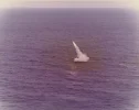 Tomahawk pop-up.webp