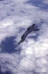 mako5l.webp