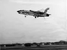 wings folded.webp
