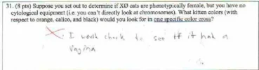cat.webp