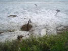 Hurricane Ike 154.webp