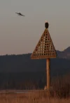 whidbey_eagle3.webp