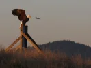 whidbey_eagle2.webp