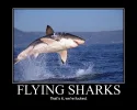 flysharks.webp