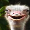 OstrichMan