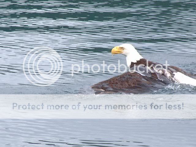 Eagle4.jpg