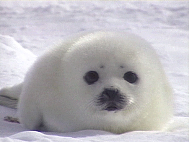 Baby%20Seal.jpg