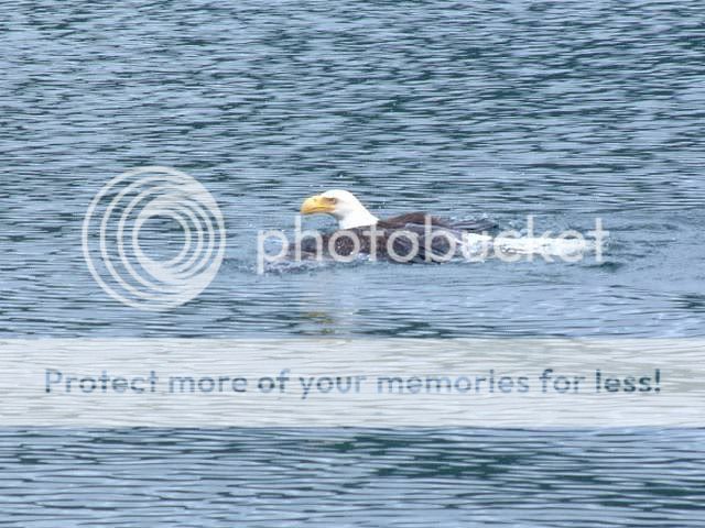 Eagle5.jpg