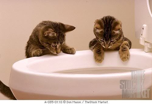 toiletcats.jpg