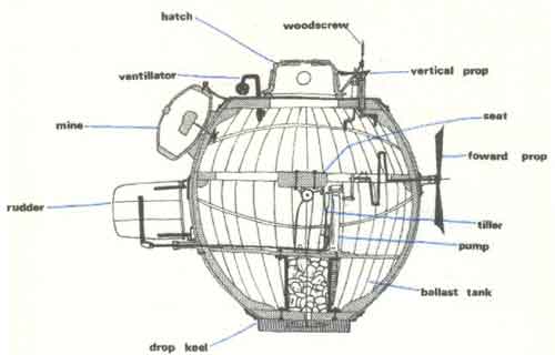 BushnellsTurtle.jpg